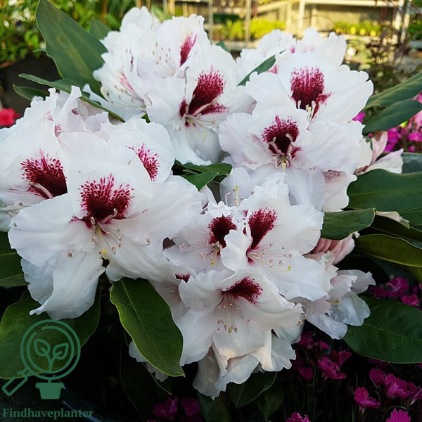 Rhododendron hybrid 'Hachmann's Picobello'