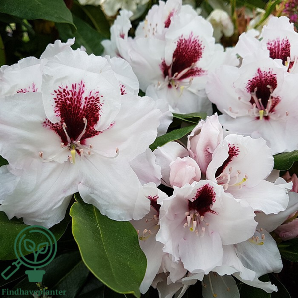 Rhododendron hybrid 'Hachmann's Picobello'