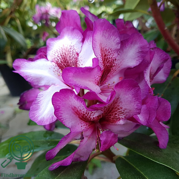 Rhododendron hybrid 'Hans Hachmann'