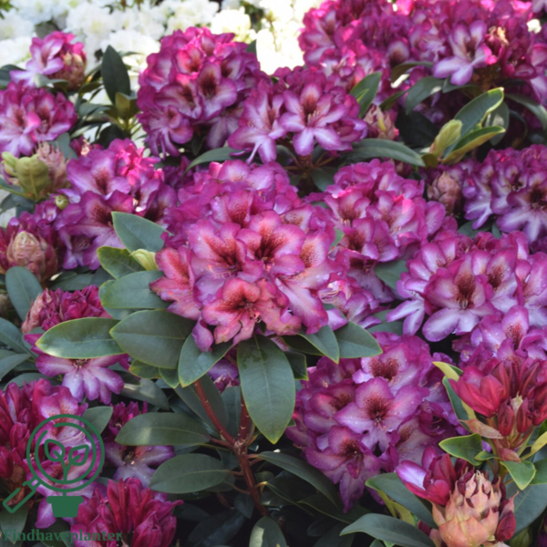 Rhododendron hybrid 'Hans Hachmann'