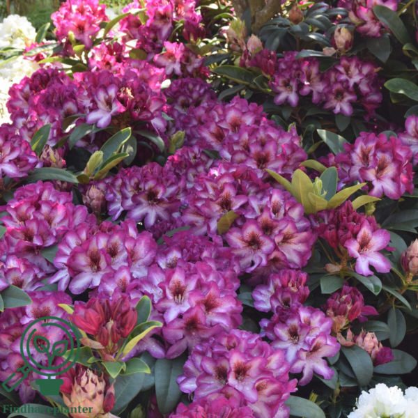 Rhododendron hybrid 'Hans Hachmann'