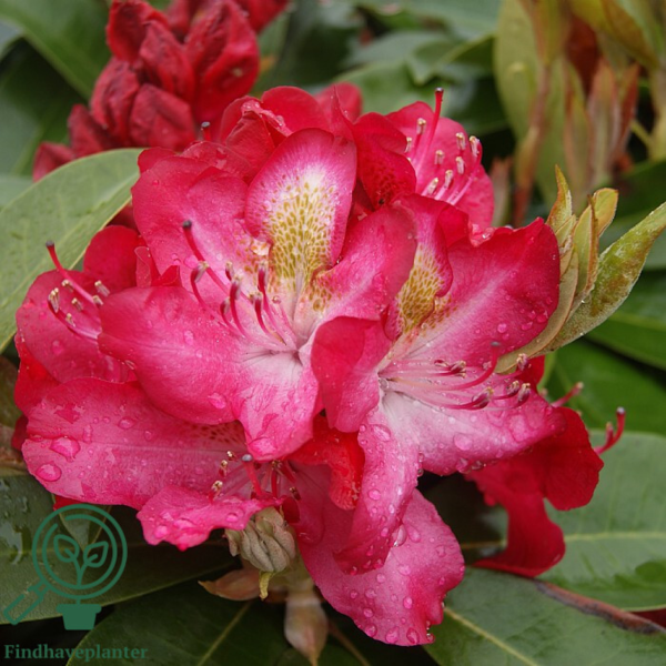 Rhododendron hybrid 'Junifeuer'