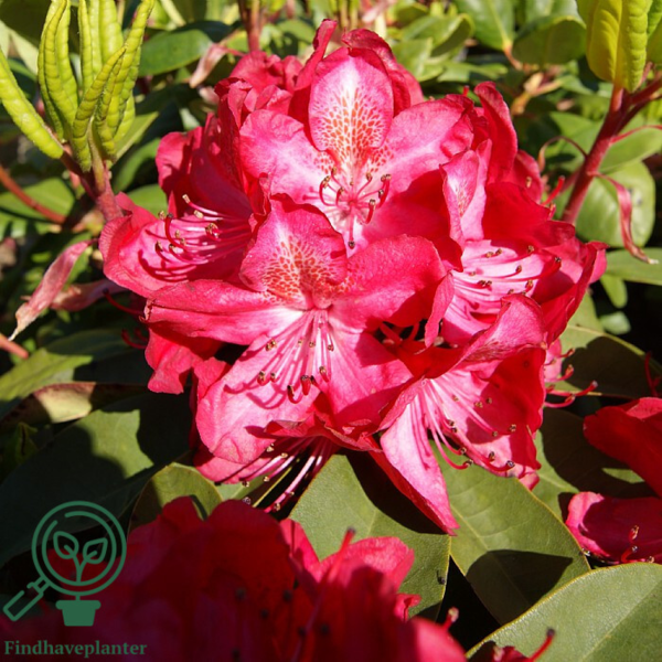 Rhododendron hybrid 'Junifeuer'