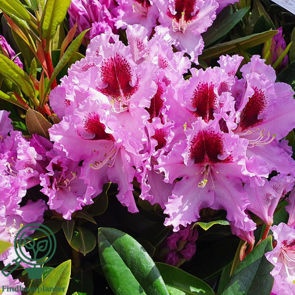 Rhododendron hybrid 'Kabarett'