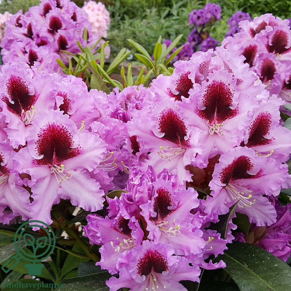 Rhododendron hybrid 'Kabarett'