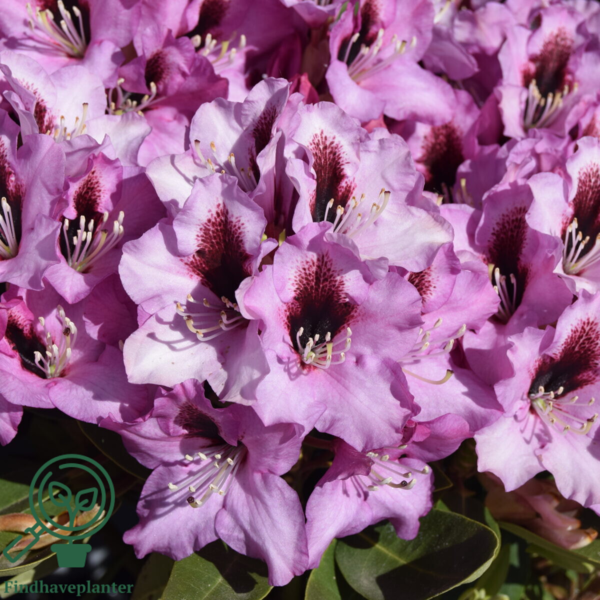 Rhododendron hybrid 'Kokardia'