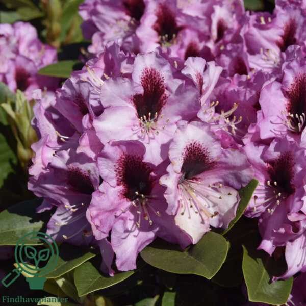Rhododendron hybrid 'Kokardia'