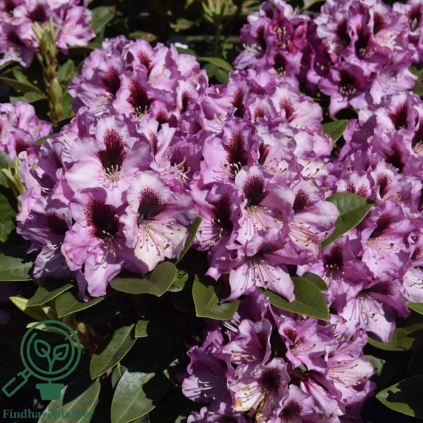 Rhododendron hybrid 'Kokardia'