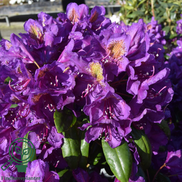 Rhododendron hybrid 'Marcel Menard'