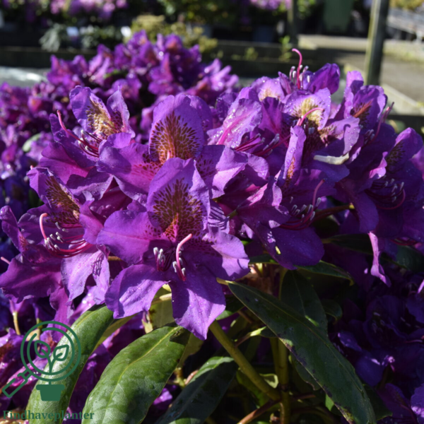 Rhododendron hybrid 'Marcel Menard'