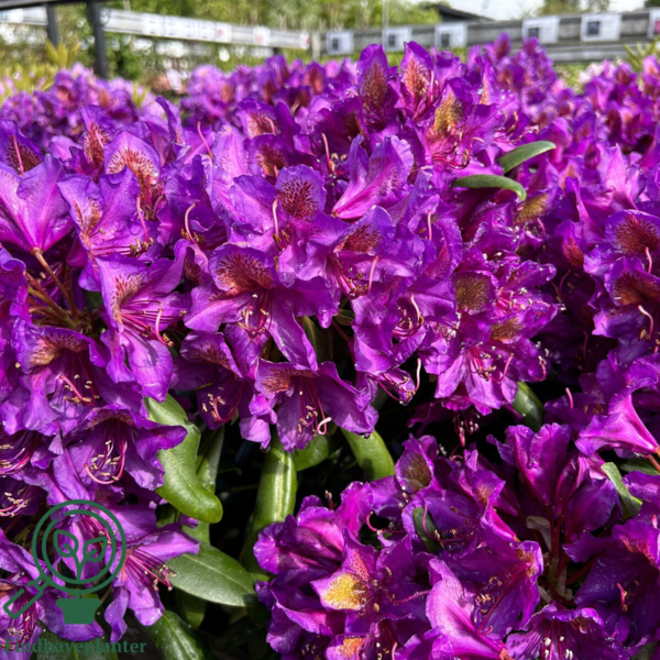 Rhododendron hybrid 'Marcel Menard'