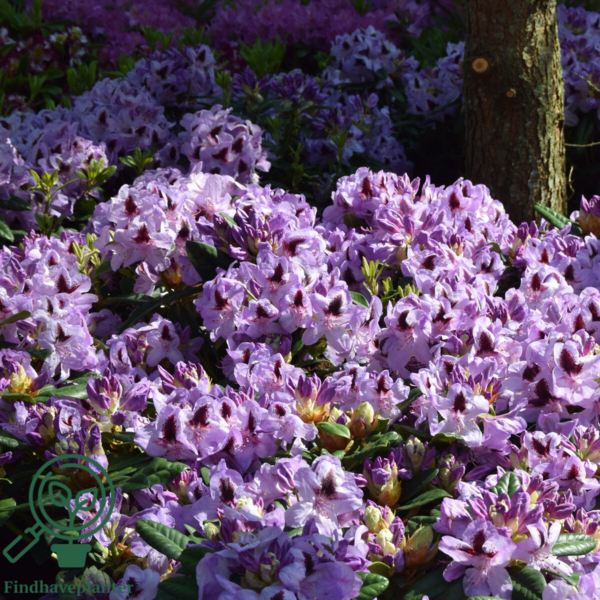 Rhododendron hybrid 'Metallica'