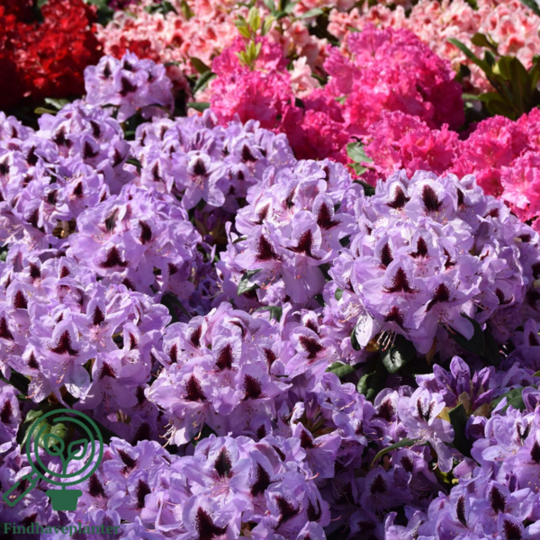 Rhododendron hybrid 'Metallica'