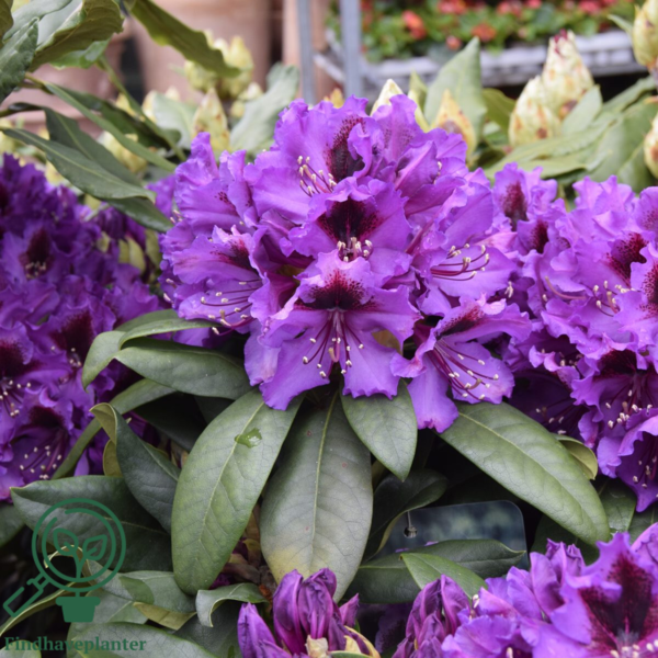 Rhododendron hybrid 'Orakel'