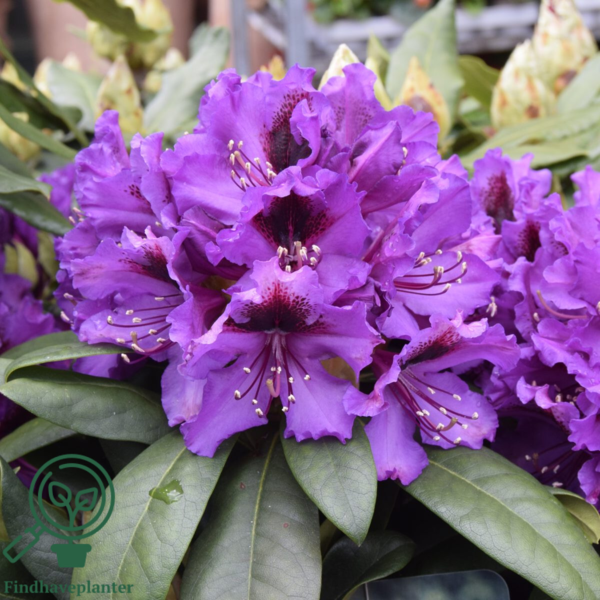 Rhododendron hybrid 'Orakel'
