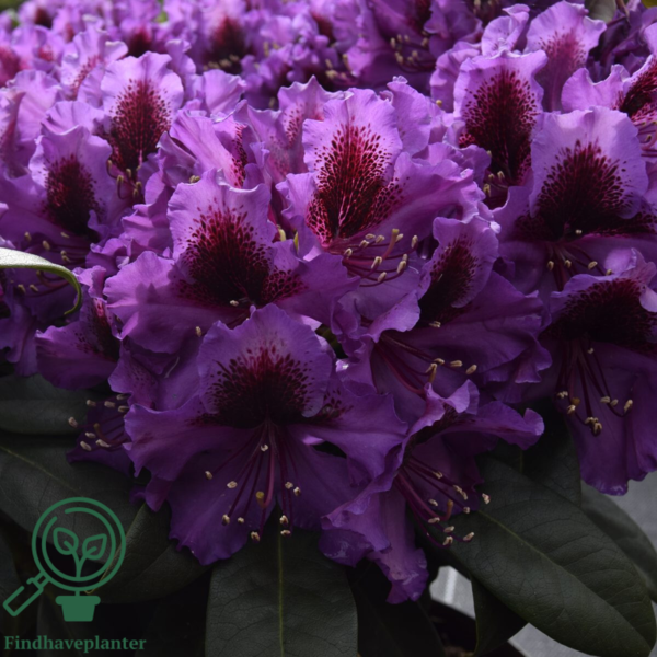 Rhododendron hybrid 'Orakel'