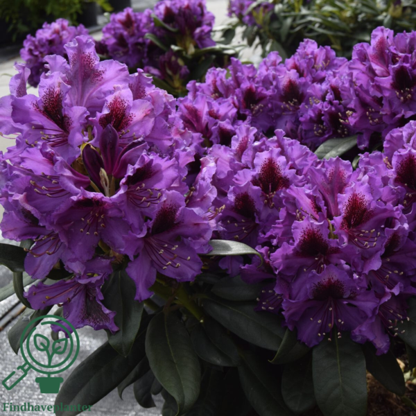 Rhododendron hybrid 'Orakel'
