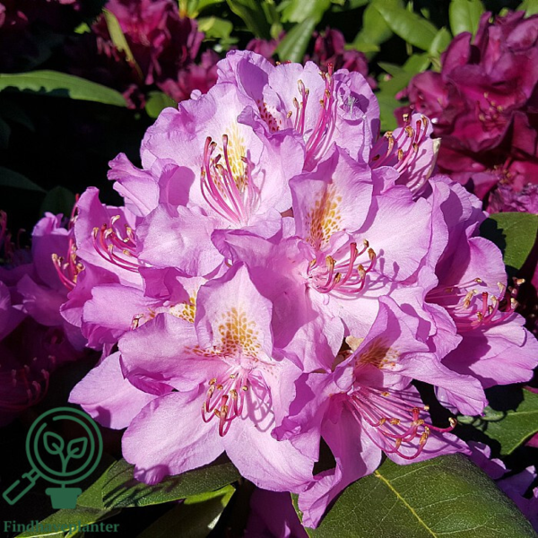 Rhododendron hybrid 'Pink Purple Dream'