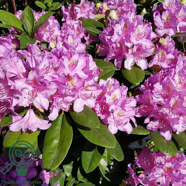 Rhododendron hybrid 'Pink Purple Dream'