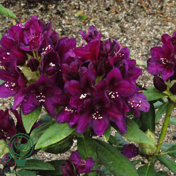 Rhododendron hybrid 'Polarnacht'
