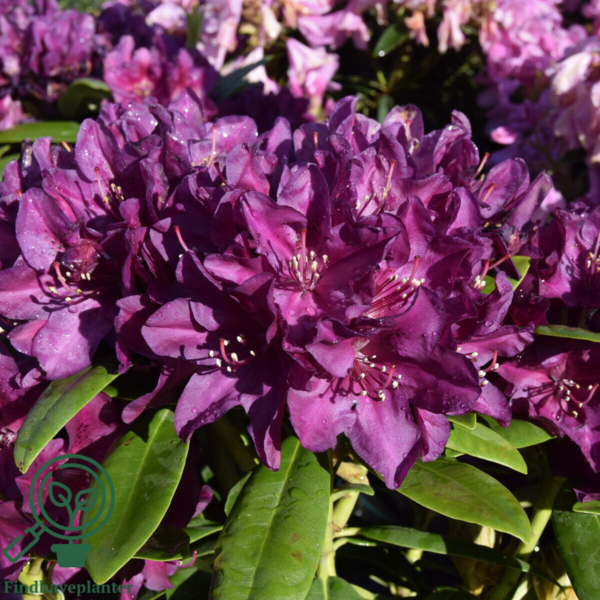 Rhododendron hybrid 'Polarnacht'