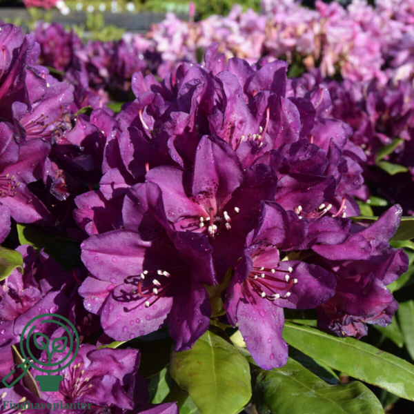 Rhododendron hybrid 'Polarnacht'