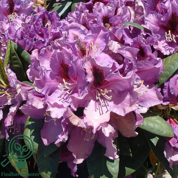 Rhododendron hybrid 'Rasputin'