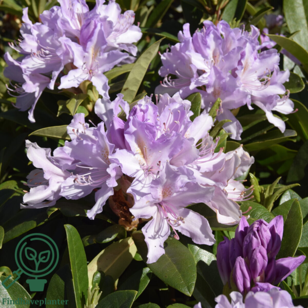 Rhododendron hybrid 'September Charm'