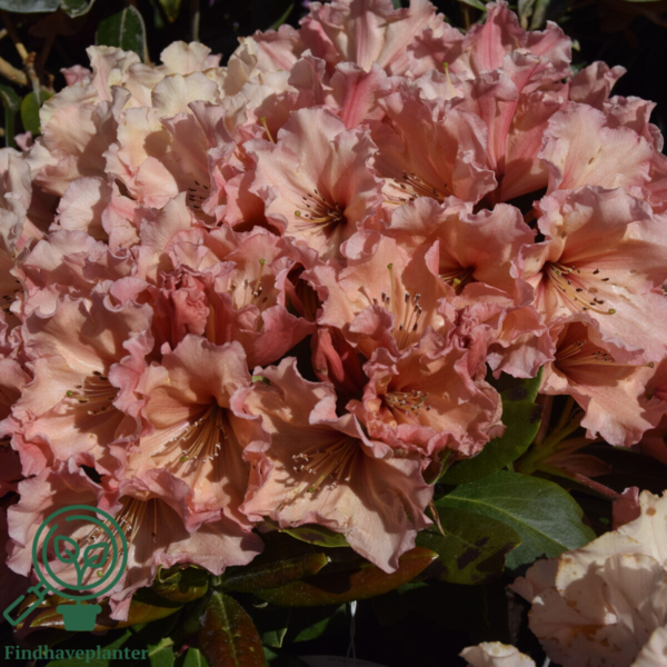 Rhododendron hybrid 'Sun Glory'
