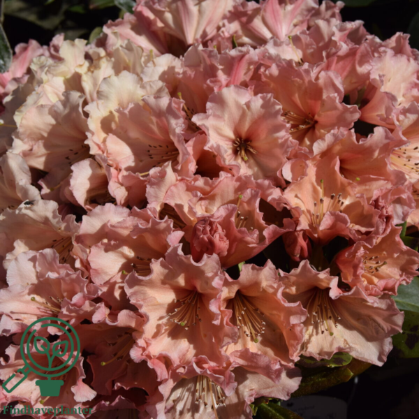 Rhododendron hybrid 'Sun Glory'