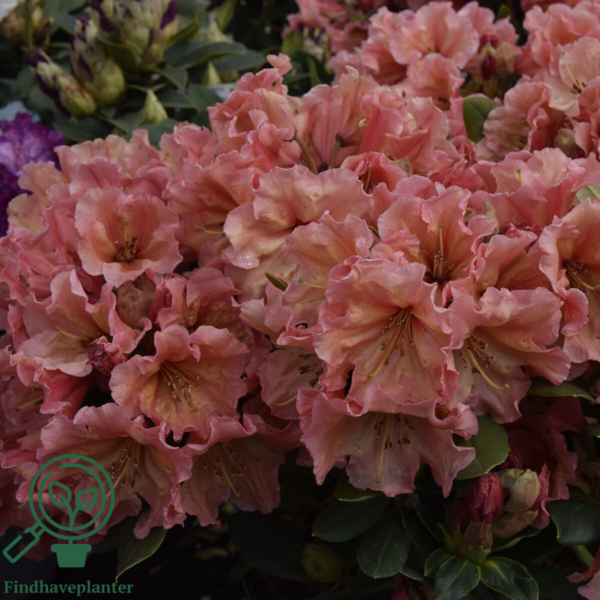 Rhododendron hybrid 'Sun Glory'