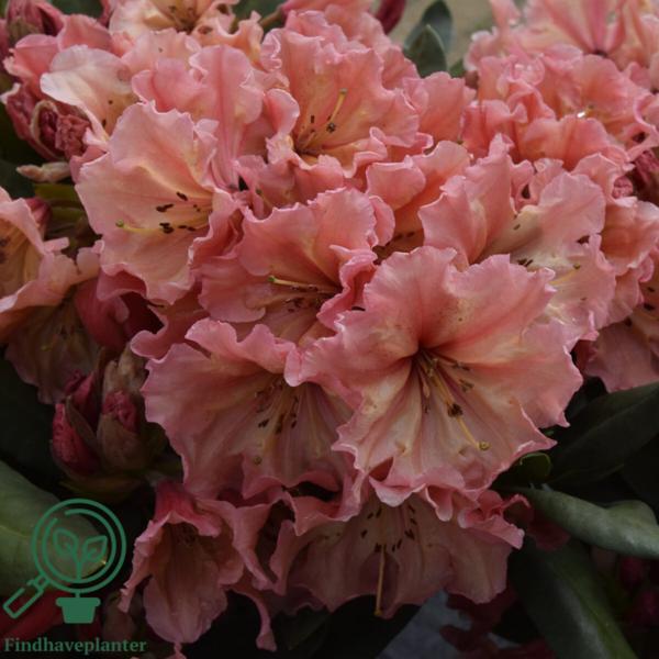 Rhododendron hybrid 'Sun Glory'