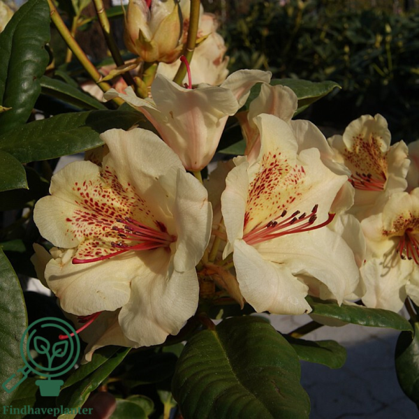 Rhododendron hybrid 'Viscy'