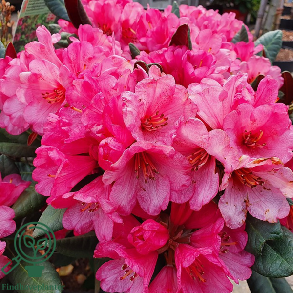 Rhododendron hybrid 'Wine and Roses'