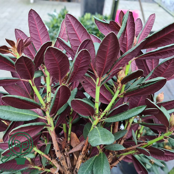 Rhododendron hybrid 'Wine and Roses'