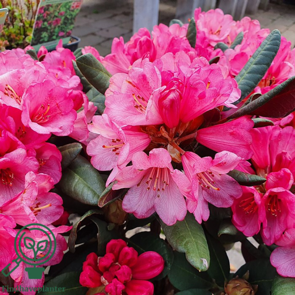 Rhododendron hybrid 'Wine and Roses'