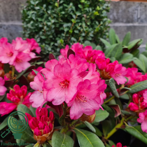 Rhododendron hybrid 'Wine and Roses'