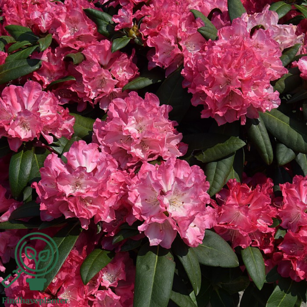 Rhododendron x yakushimanum 'Anuschka'