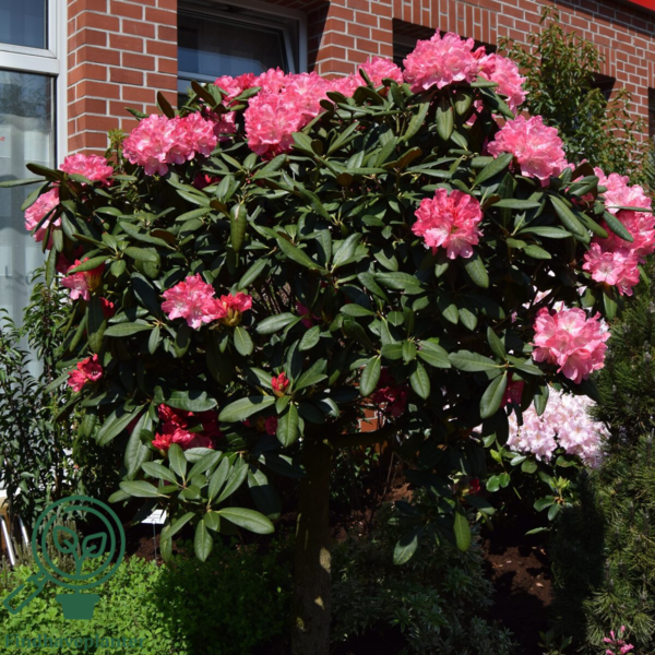 Rhododendron x yakushimanum 'Anuschka'