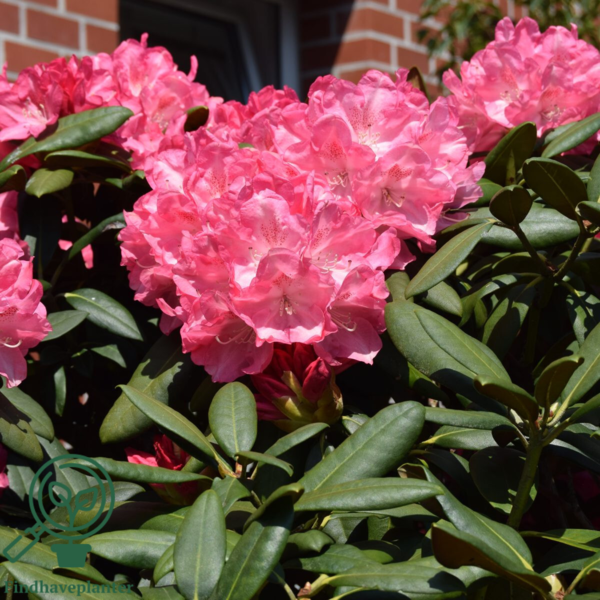 Rhododendron x yakushimanum 'Anuschka'