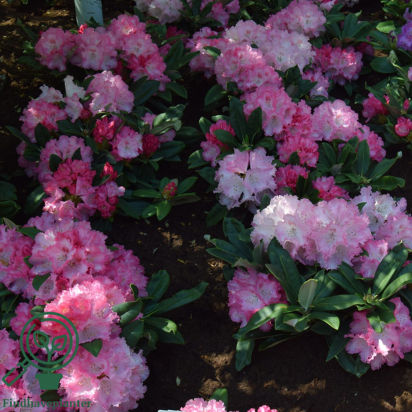 Rhododendron x yakushimanum 'Arabella'