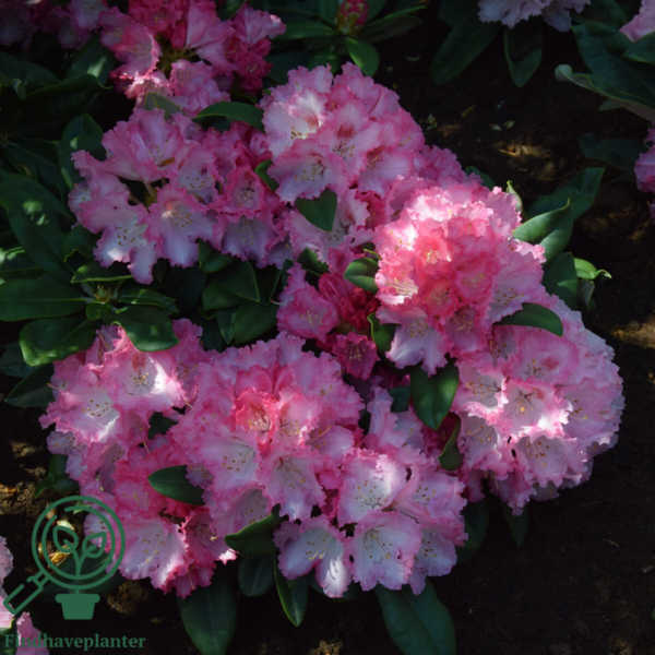 Rhododendron x yakushimanum 'Arabella'