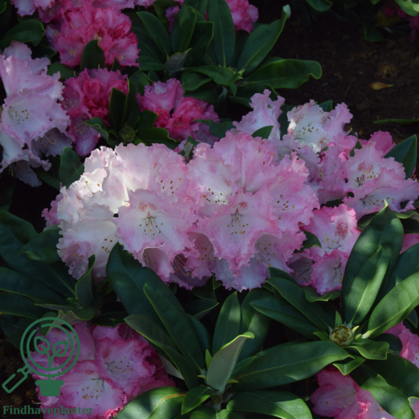 Rhododendron x yakushimanum 'Arabella'