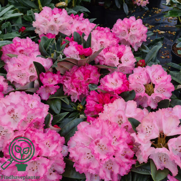 Rhododendron x yakushimanum 'Arabella'