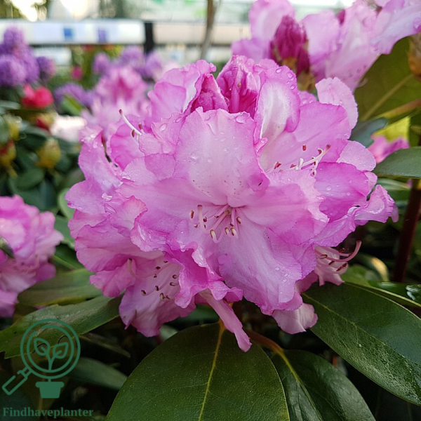 Rhododendron x yakushimanum 'Blurettia'