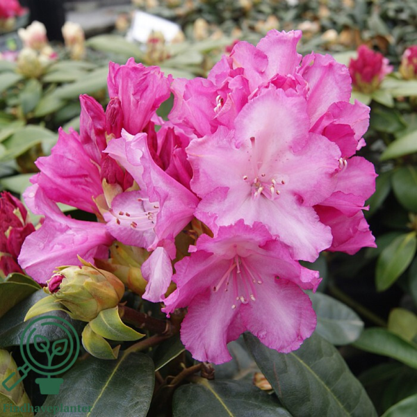 Rhododendron x yakushimanum 'Blurettia'