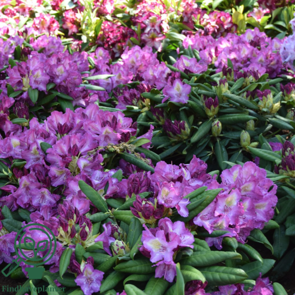 Rhododendron x yakushimanum 'Bohlken's Lupinenberg'