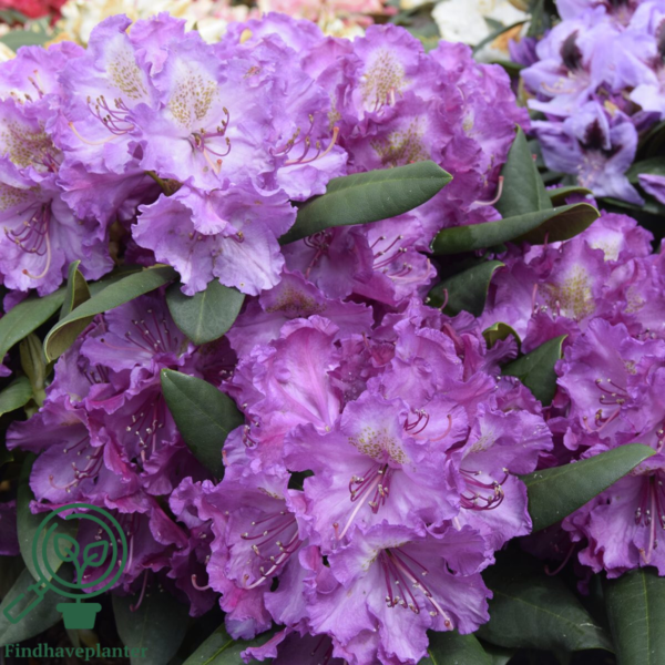 Rhododendron x yakushimanum 'Bohlken's Lupinenberg'