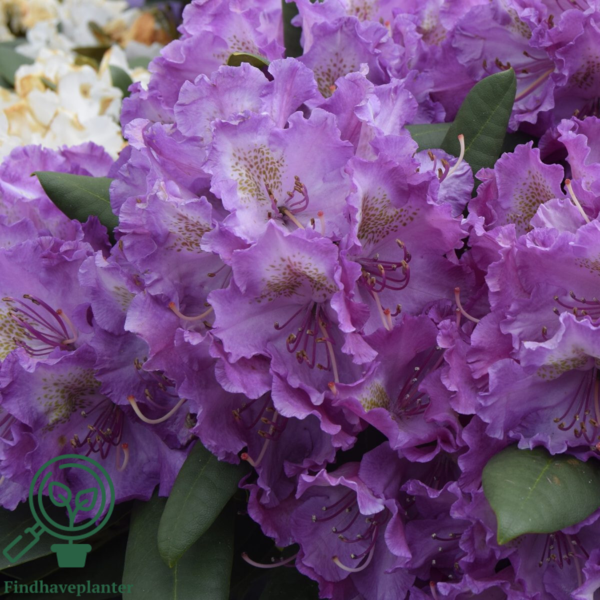 Rhododendron x yakushimanum 'Bohlken's Lupinenberg'