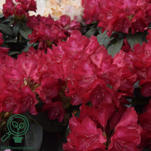 Rhododendron x yakushimanum 'Bohlkens Roter Stern'